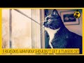 5 Reasons Why You Shouldn T Get A Tuxedo Cat