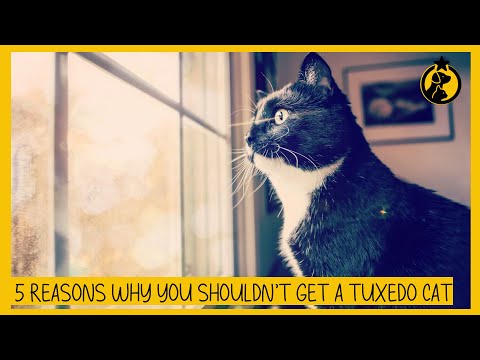 5 Reasons Why You Shouldn’t Get a Tuxedo Cat