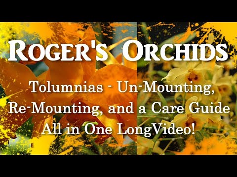 Tolumnias Un-Mounting, Re-Mounting, and a Care Guide - All In One Long Video