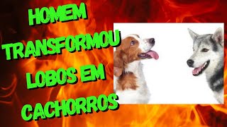 Como o HOMEM TRANSFORMOU lobos em cachorros