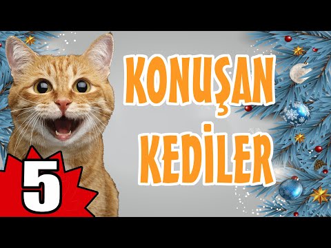 Konuşan Kediler 5 - En Komik Kedi Videoları