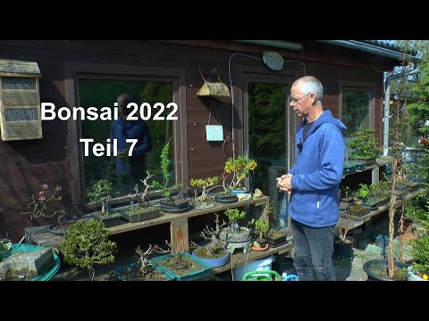 Bonsai 2022 Teil 7 Überblick und Wilder Wein auf dem Stein umpflanzen in eine Schale