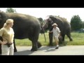 Ringling Bros Unsafe Handling Of Elephants
