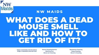 NW Maids House Cleaning Service - What Does a Dead Mouse Smell Like and How to Get Rid of It