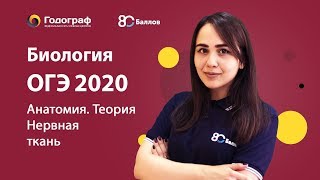 ОГЭ по биологии 2023. Человек и его здоровье. Нервная ткань. - фото