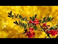 Khate Hain Hum Kasam Romantic Song