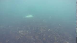 Le RUN - PHOQUE - Août 2020