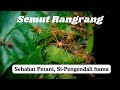 Meet The Weaver Ant Nature S Pest Control Troop