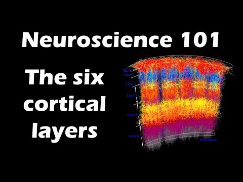 The Six Layers of the Cerebral Cortex | Neuroscience 101