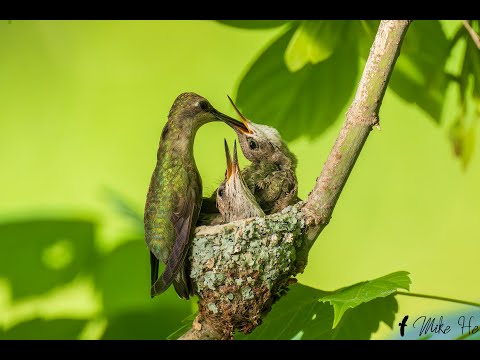 From Egg to Fledged-out (Black-chinned Hummingbird)