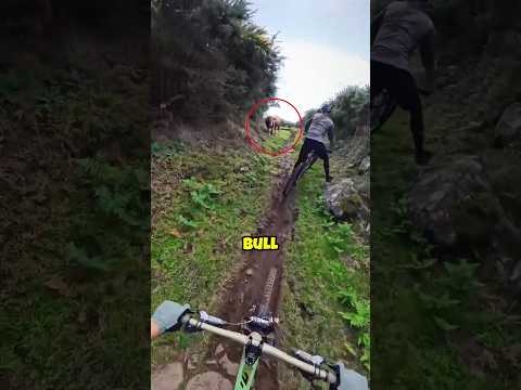 This Bull Scared All the Cyclists! 😱 #shorts