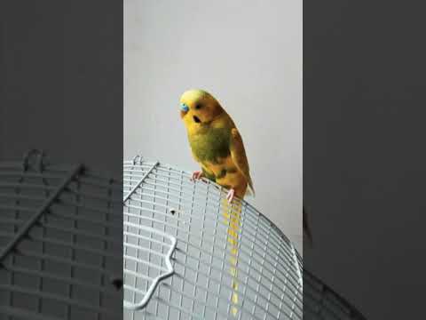 The Magic Flute, K.620 Papageno's Little bells. W.A. Mozart (variation by A.Kaplan)