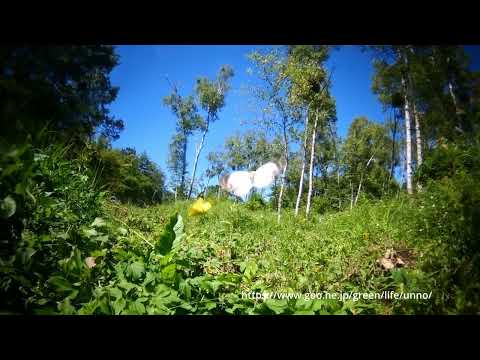 モンキチョウの求愛飛翔