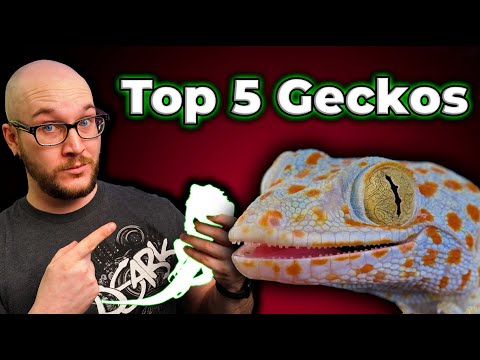 Top 5 BEST Geckos | Perfect Pets In A Small Package!