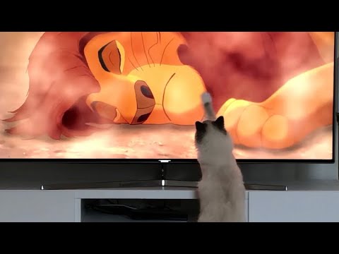 Cat watching mufasa death scene