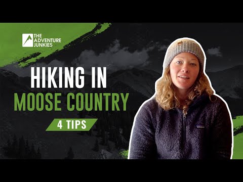 4 Tips You NEED When Hiking in Moose Country