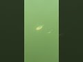 Sonic Shad Blade Bait od LiveTARGET