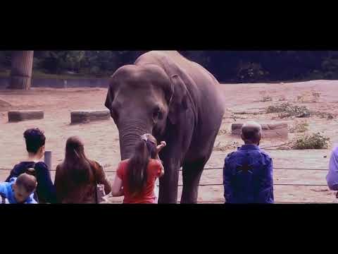 Toni Willé (The Voice Of Pussycat) - Like A Child (Official video)