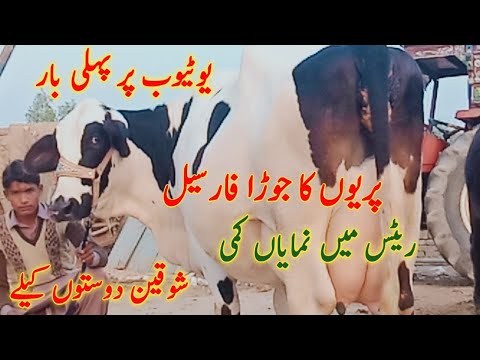 Gift for sale shokeen Doston k ly