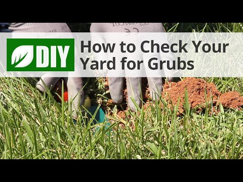  How to Inspect for Lawn Grubs  Video 