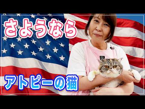 【ナッツちゃん】さようならナッツちゃん | アトピーの猫 アメリカ人になる | こんなに心が和むシャンプーは他にない【アトピーの猫】