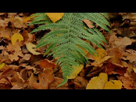 Fallen Leaves, Fern, Autumn Forest, Autumn Picture, Nature,Background video,4k,VJ Loop,Video Footage