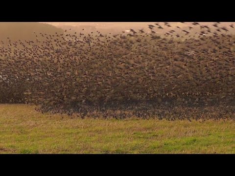 Mind Blowing Starling Murmuration - Exceptional Close Up in Cornwall