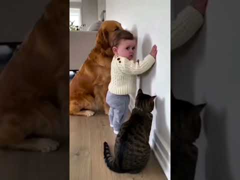 The three-person team misbehaved.😀😀 üçlü tim suç işlemiş😀😀 funny cat dog baby 😹😻🐶