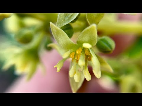 Close Ups - Macro Lens - Garden & Flowers - 4K