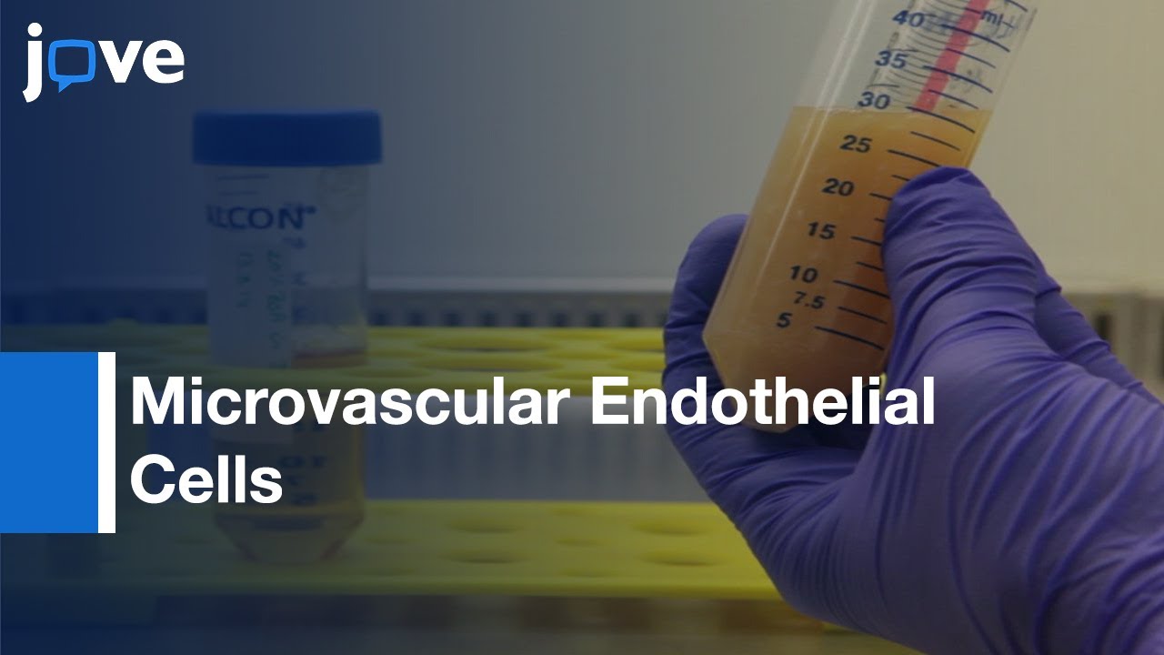 Brain Microvascular Endothelial Cells Isolation | Protocol Preview