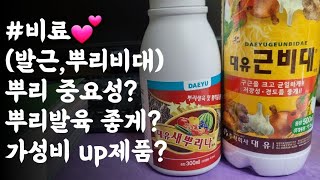 #비료(발근, 뿌리비대)