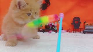 ミヌエットの動画01