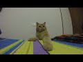 Orange Tabby Cat Attack In Slow Motion With GOPRO HERO SISSI THE RED CAT