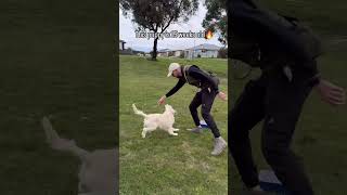 36 Cachorro practicando rutinas para fuss