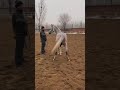 Best Wild Horses Mare Compilation of some Wild Horse Fights Video 141