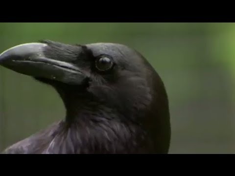 The Raven: Stealing, Spying and Bluffing | Extraordinary Animals | BBC Earth