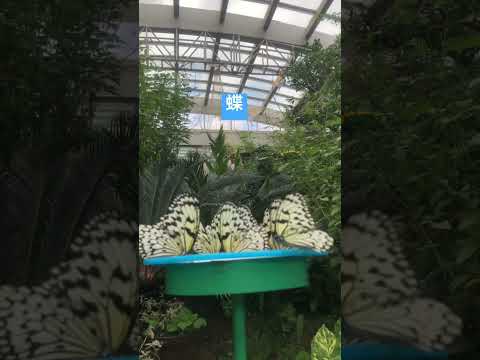 蝶は昆虫ですか?