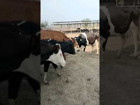 , title : 'Mashallah impoted Dutch cow breed #cow #shots #video'