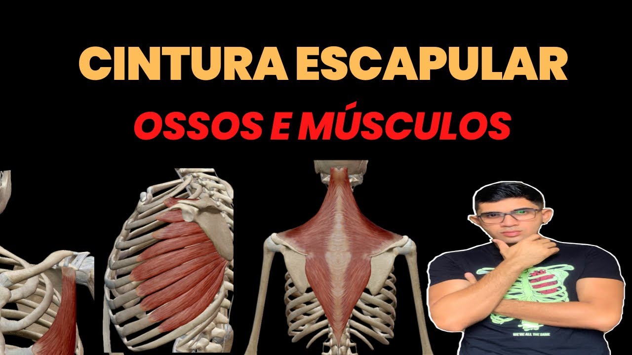 Cintura escapular -Ossos , articulações e músculos : Origem, inserção e ação .