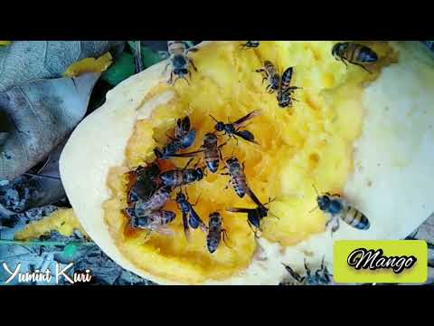 Alimentos naturales para las abejas.