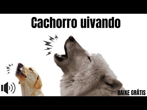 Som para cachorro uivar ( cachorro uivando )