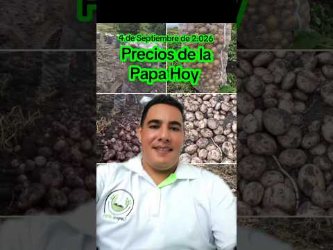Precios de la Papa hoy en Corabastos Bogotá 🧑‍🌾🥔🥔🥔 #corabastos #boyaca #nariño #cundinamarca #shorts