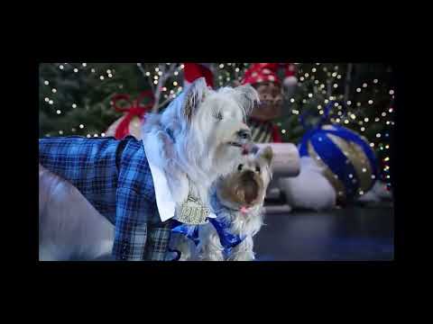 pup star Christmas, 2018 Christmas song ￼
