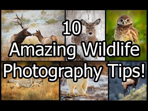 10 Amazing Wildlife Photography Tips
