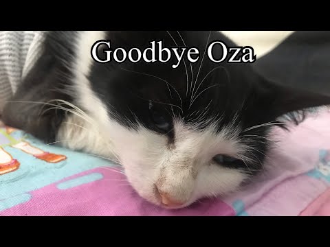 Help A Cat Diagnosed With Cancer. Episode 3. End Of The Story
