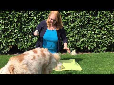 pfotenkontakte.de testet den KONG Classic