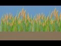 What Is Biotechnology