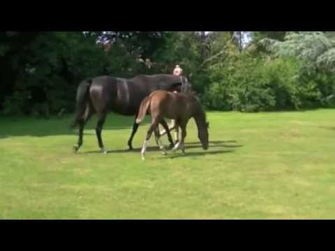 Fohlen von Foundation / Donnerhall