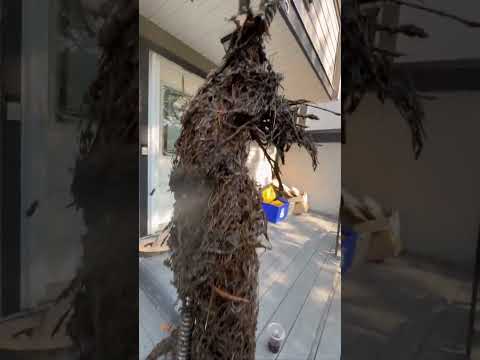 Tree root being removed from customer drainage line