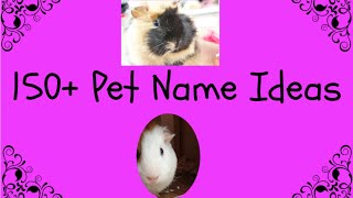 150+ Pet Name Ideas